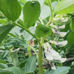 Faves en flor Llum de la Tardor el 230322025