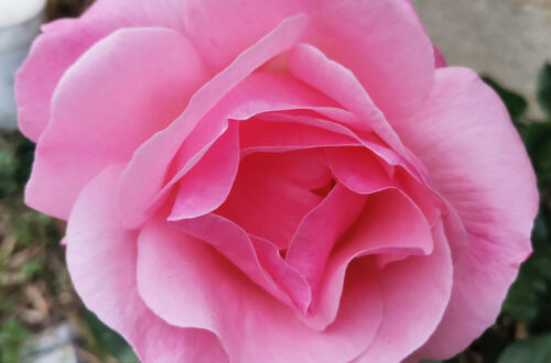 Rosa