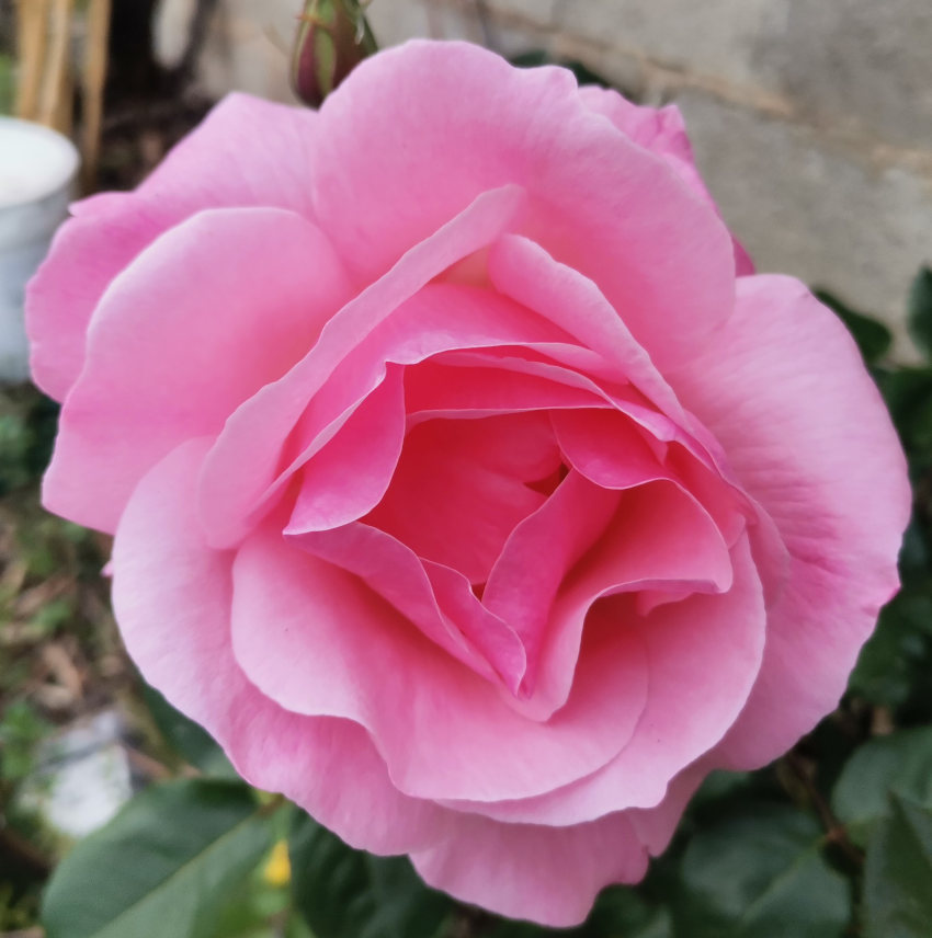 Rosa