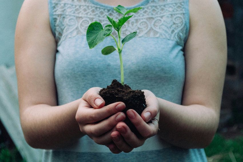 Humà, terra i planta