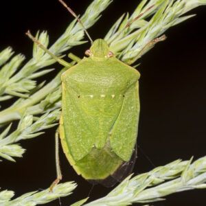 Nezara Viridula