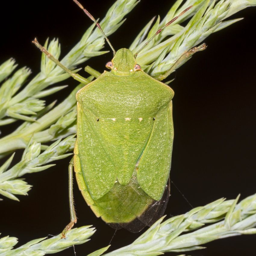 Nezara Viridula