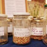 Guardar llavors pròpies en agricultura ecològica