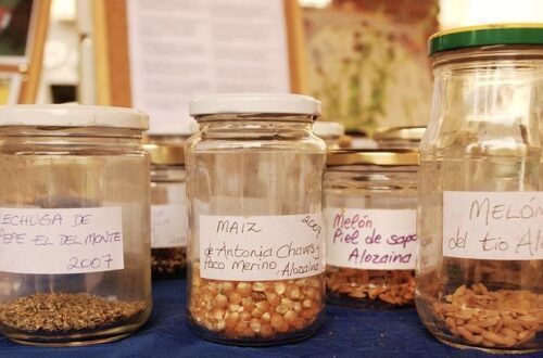 Guardar llavors pròpies en agricultura ecològica